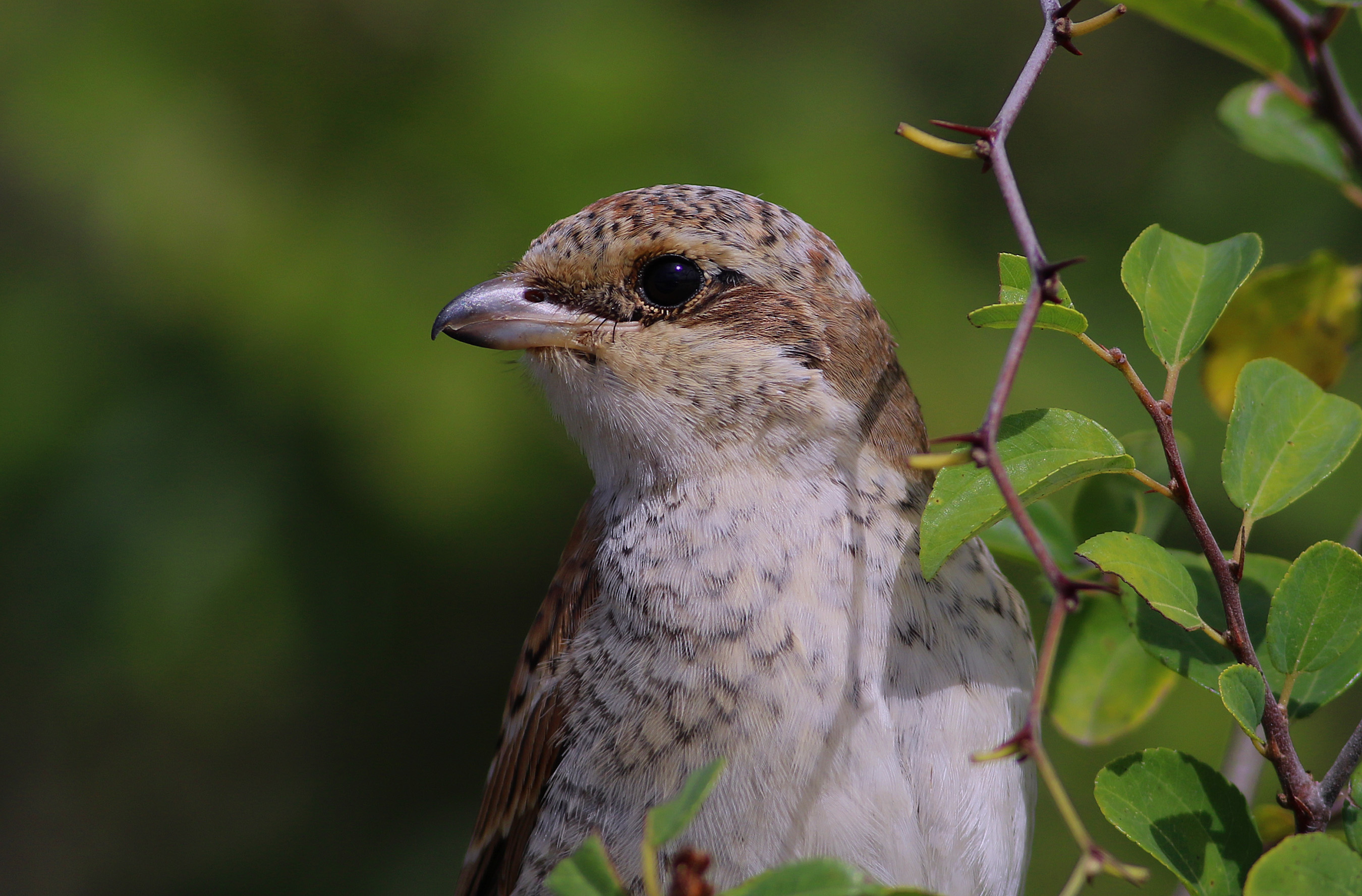 Red-backed Shrike — Ana fotoğraf